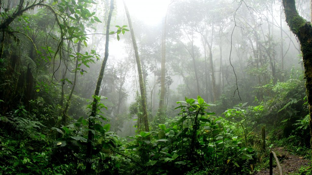 the amazon full of green tall trees and fog,  best places to visit in colombia