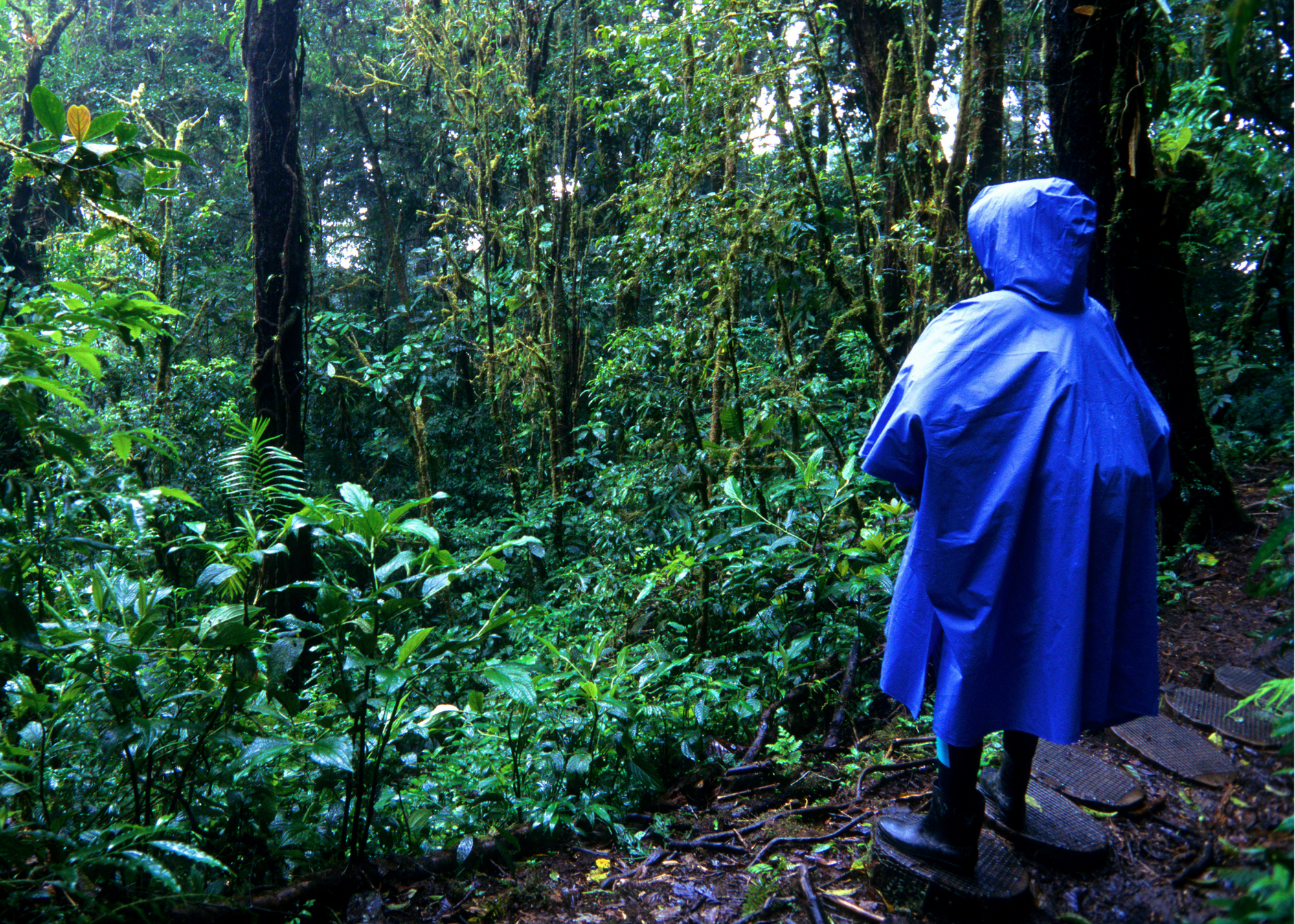 rain poncho, picture of person wearing a blue rain poncho standing in a green lush forest