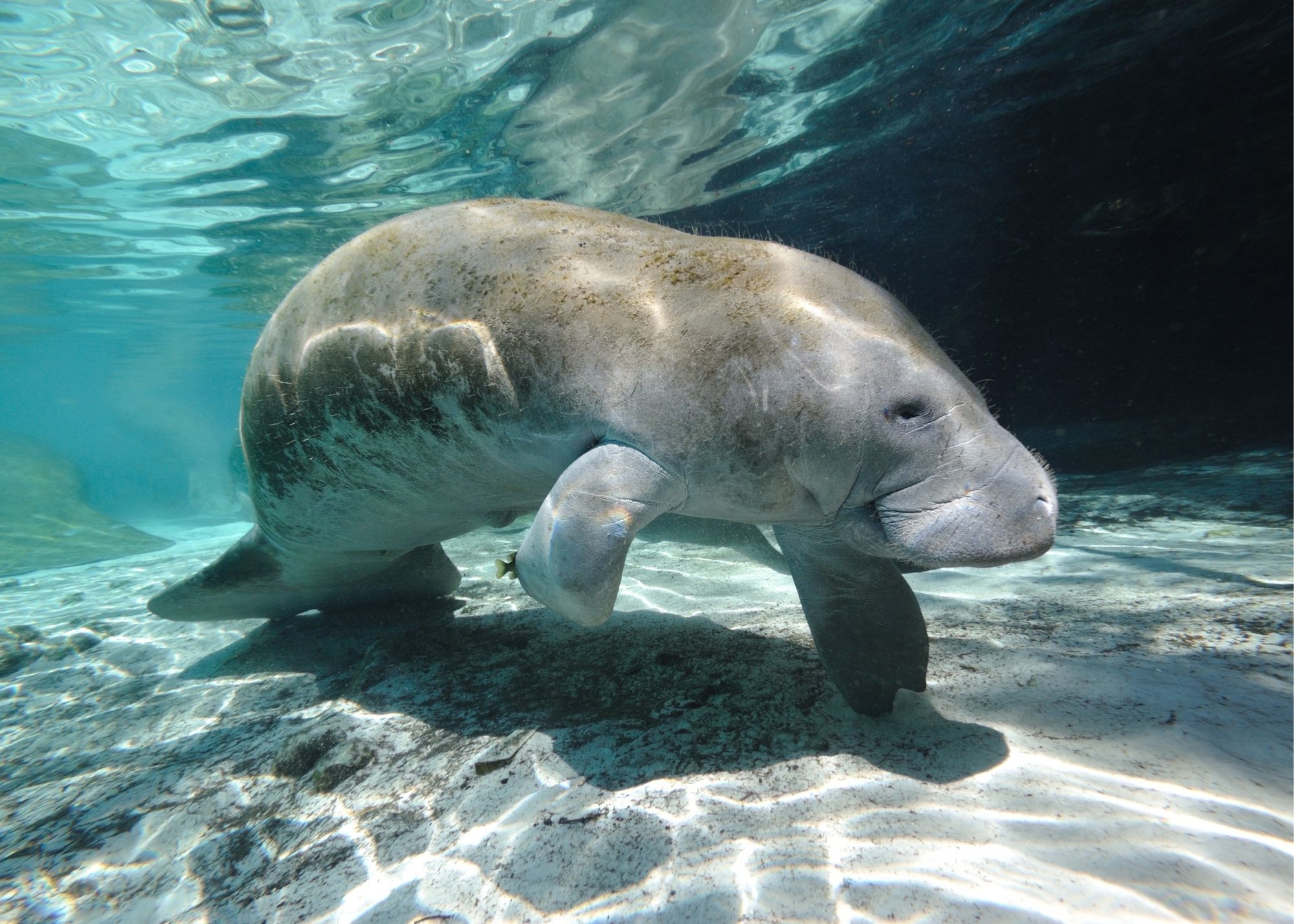 homosassa springs, photo of a manatee under crystal blue water