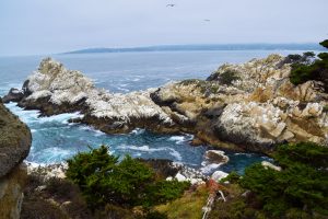 point lobos state reserve
