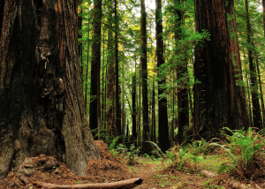 Photo of trees in the Redediah Smith Redwoods State Park